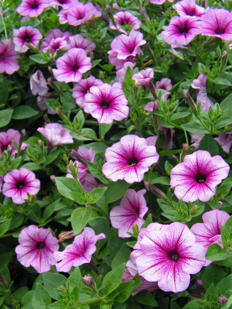Purple Flowers
