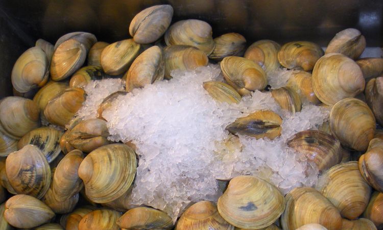 Quahog