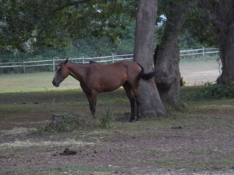 Quarterhorse