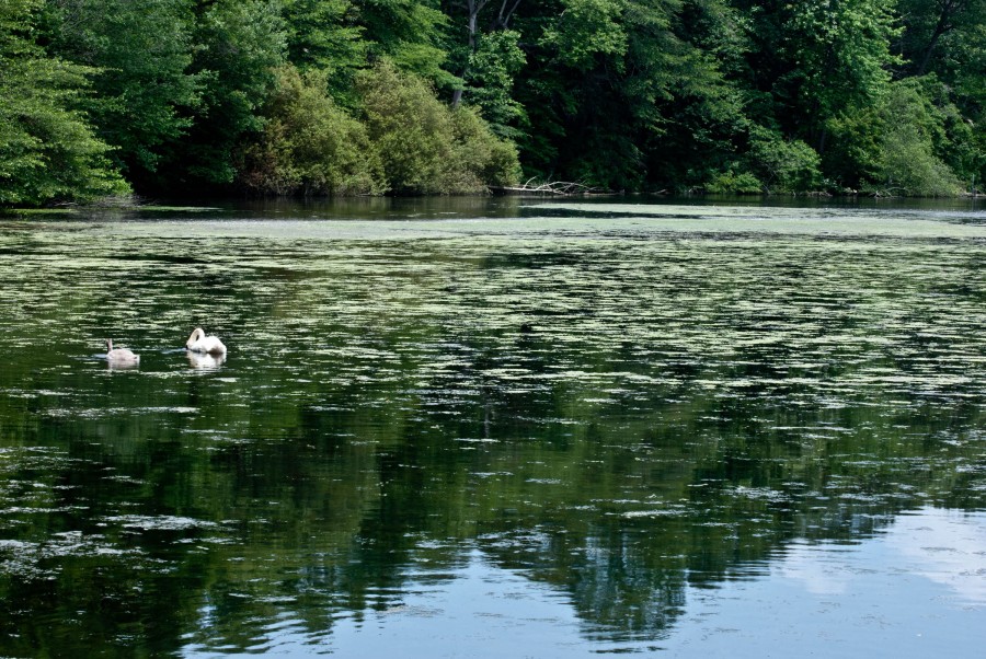 Quietude1