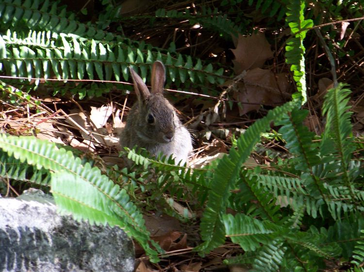 Rabbit at Port Orleans Riverside