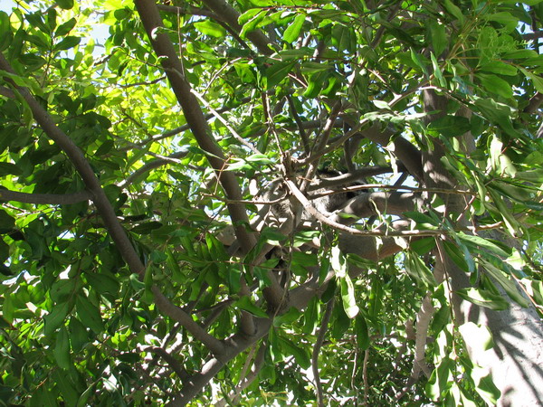 Raccoon in my tree, 10-19-2007