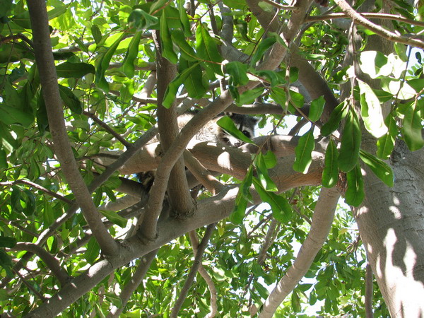 Raccoon in my tree, 10-19-2007