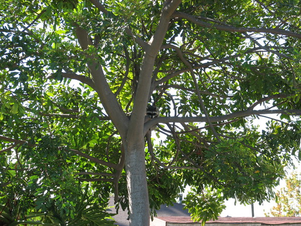 Raccoon in my tree, 10-19-2007