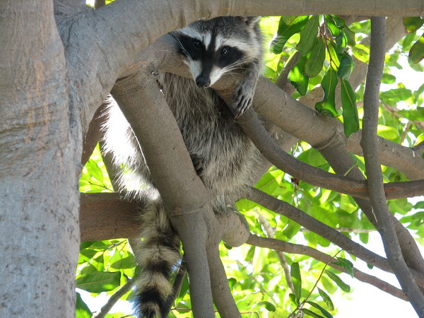Raccoon in my tree, 10-19-2007