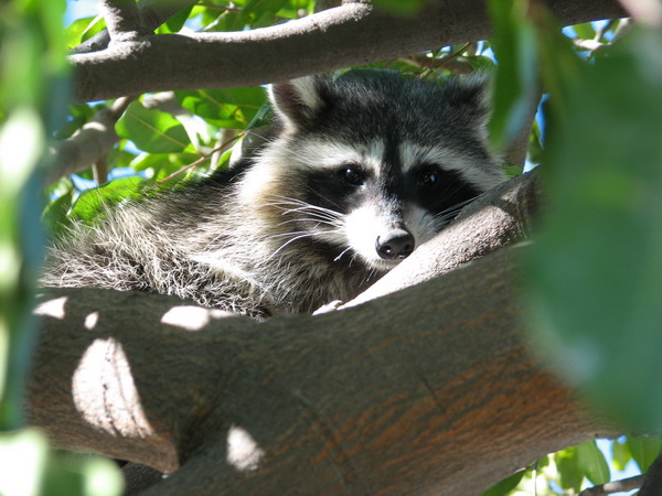 Raccoon in my tree, 10-19-2007