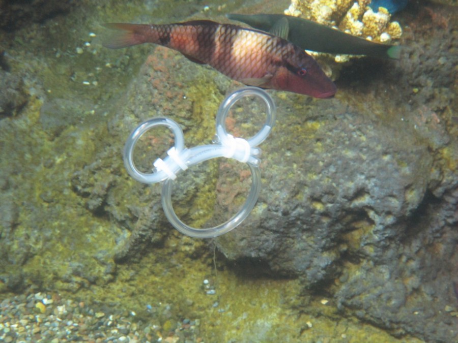 Rainbow Reef at Aulani