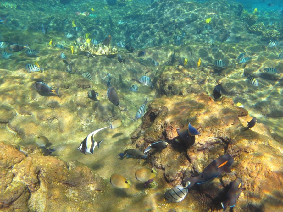 Rainbow Reef at Aulani