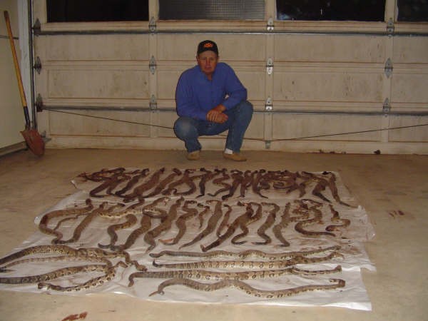 rattlers