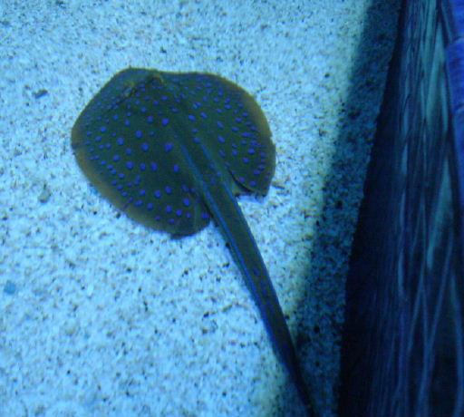 Ray at Living Seas in Epcot