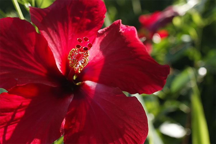 Red Flower