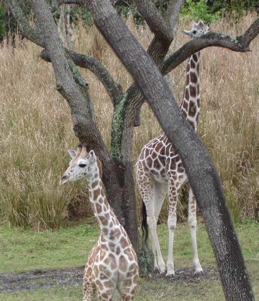 Reticulated Giraffes