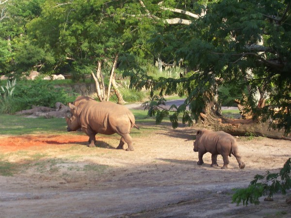 rhino