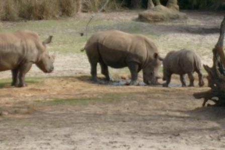 rhinos