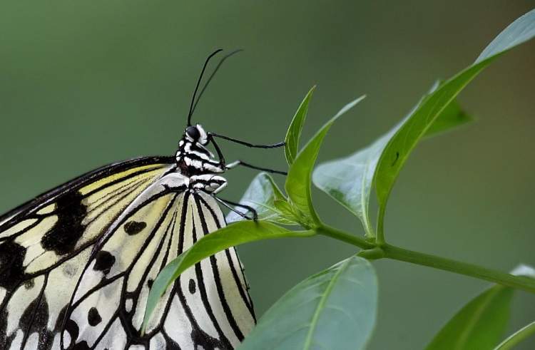 Ricepaper butterfly