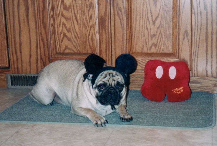 Rocky 2003