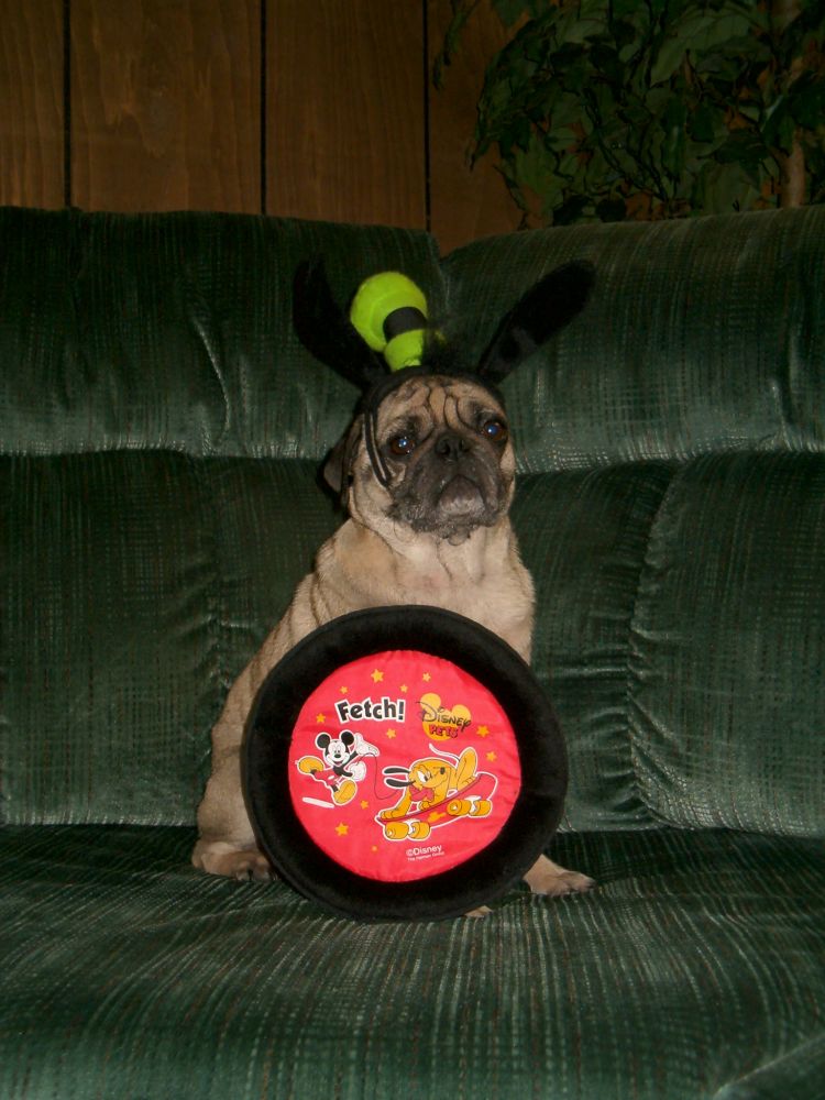 Rocky 2004
