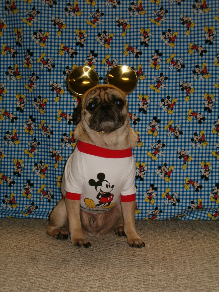 Rocky 2005