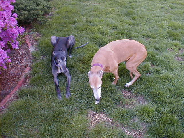 Rocky & Clarice