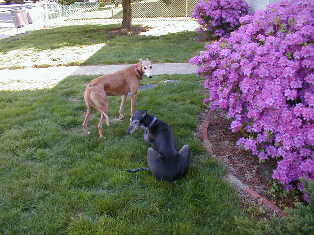Rocky & Clarice