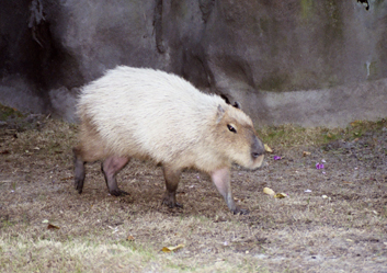 rodent_010_7