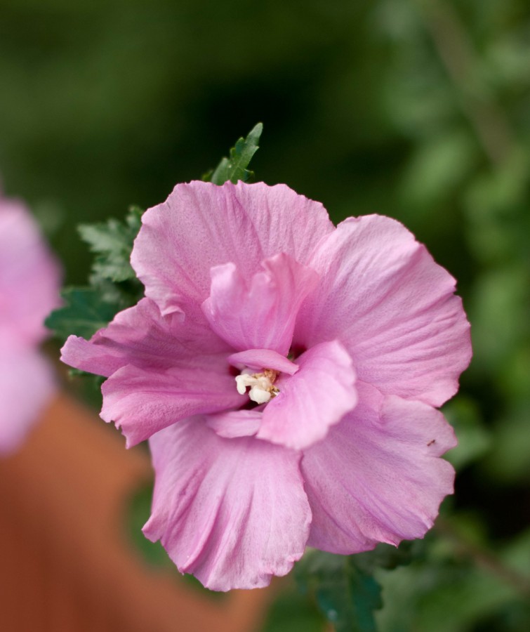 Rose_-Rose_of_Sharon