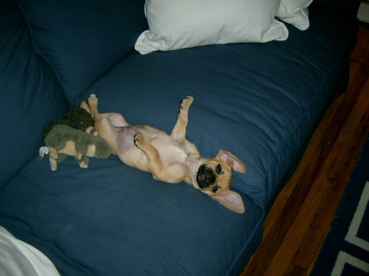 Rub my tummy.....
