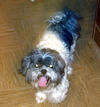 Rufus