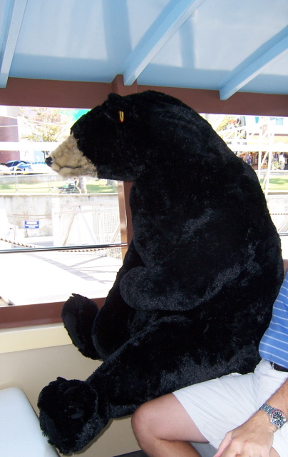 s_bear_cropped