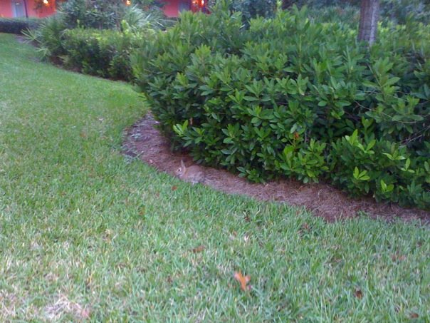 s_Bunny_sighting