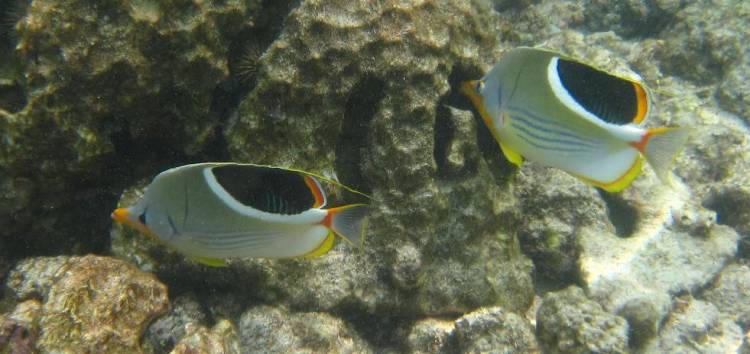Saddleback Butterflyfish