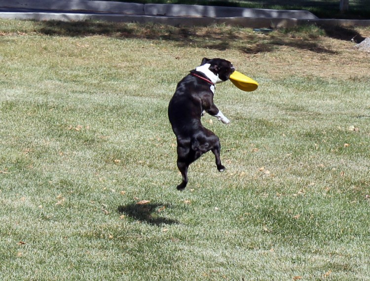 Sadie_Catching_fisbee_copy