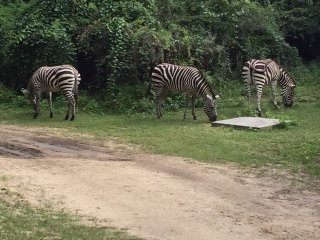 Safari 10 - Zebras - AK 09-05-2017