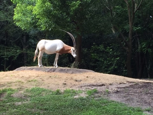 Safari 11 - Oryx - AK 09-05-2017