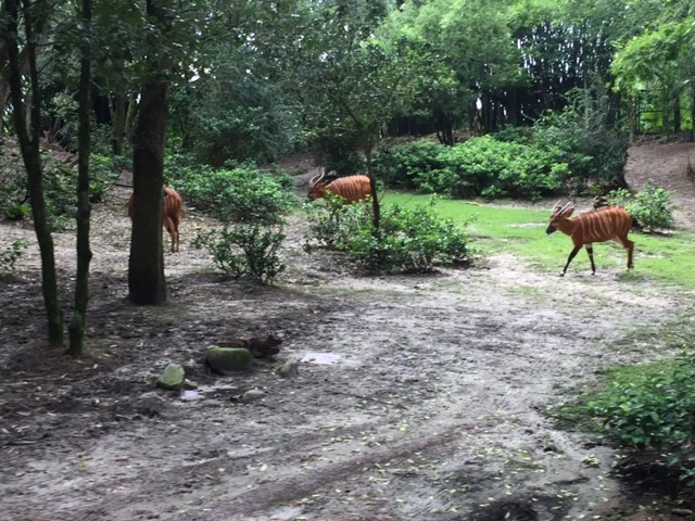 Safari 2 - Bongos - AK 09-05-2017