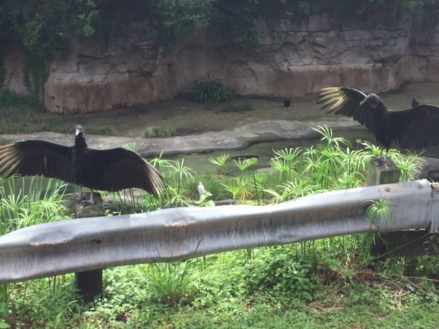 Safari 3 - Vultures - AK 09-05-2017