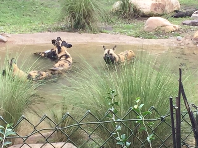 Safari 5 - African Wild Dogs - AK 09-05-2017
