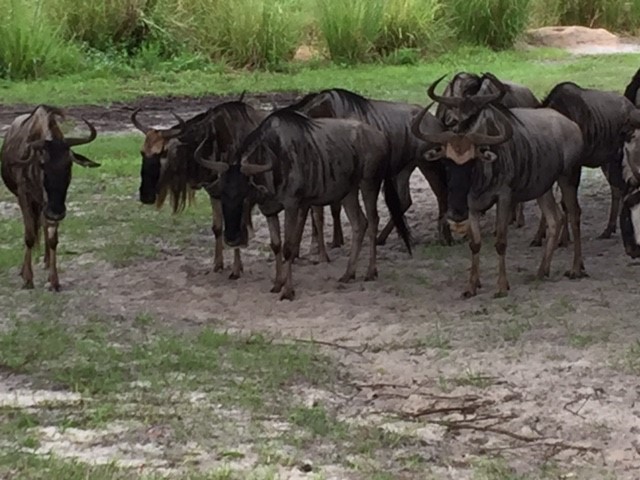 Safari 6 - Wildebeest - AK 09-05-2017