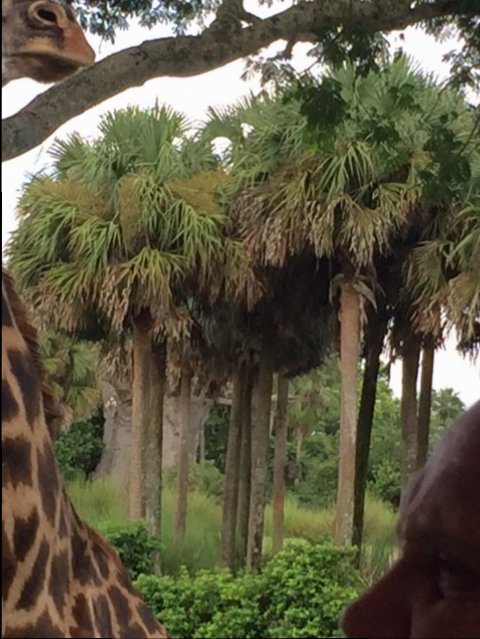 Safari 8 - Giraffes - AK 09-05-2017