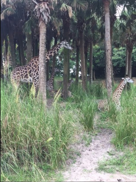 Safari 9 - Giraffes - AK 09-05-2017