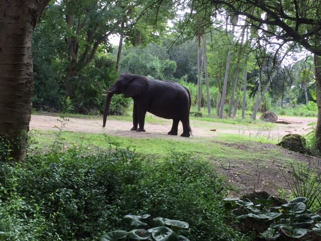 Safari - African Elephant 1 - AK 09-09-2017