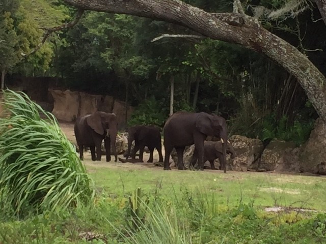 Safari - African Elephant 2 - AK 09-09-2017