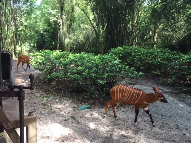Safari - Bongos 1 - AK 09-09-2017