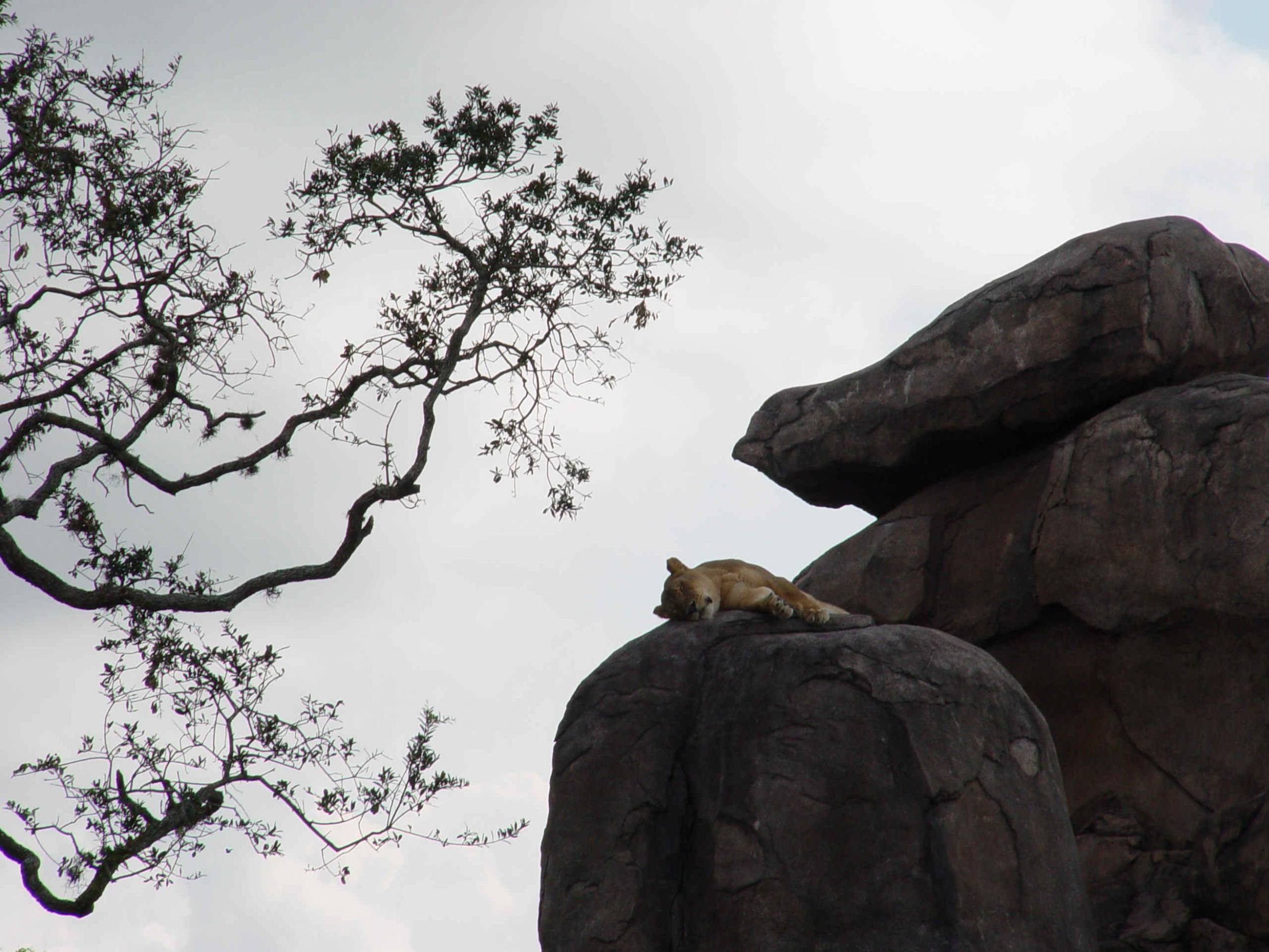 Safari Lion