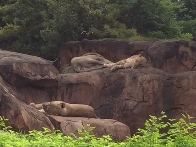 Safari - Lions - AK 09-09-2017