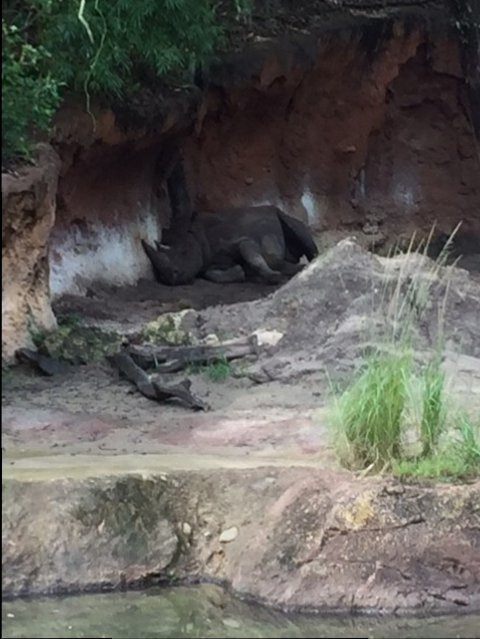 Safari - Rhino - AK 09-09-2017
