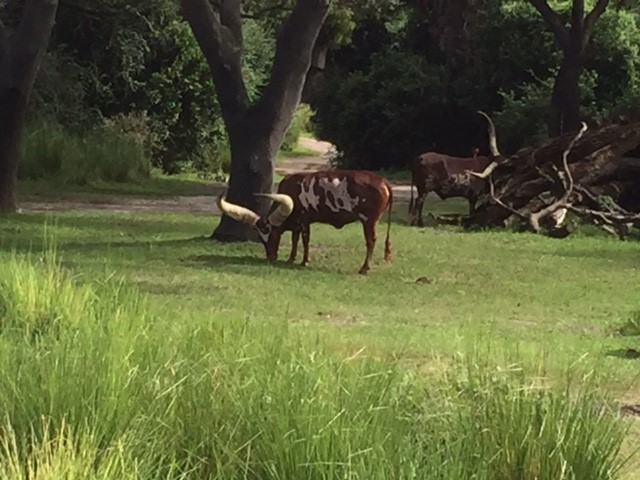 Safari - Watusi Cattle 1 - AK 09-09-2017
