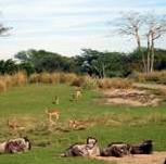 safari