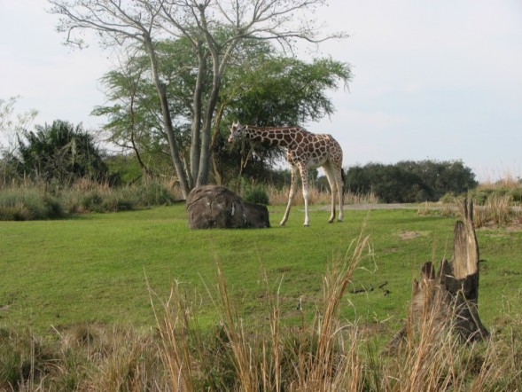 safari10