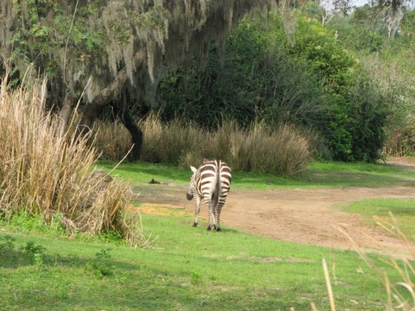 safari12